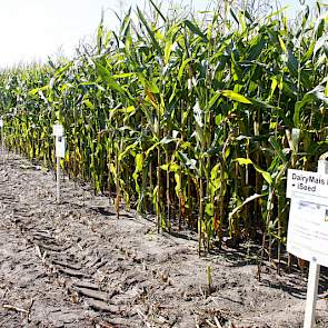 Op het rassenveld staan ook twee mengsels van rassen die Agrifirm onder eigen naam vermarkt. Eén mengsel is gericht op zetmeel per kilo droge stof, een ander mengsel is bedoeld voor veehouders die een hoge opbrengst per hectare realiseren. Volgens Heijman