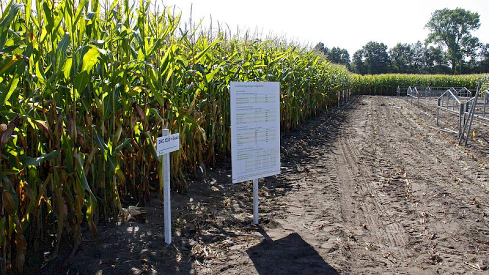 Op het rassendemoveld staan de rassen van de verschillende zaaizaadleveranciers. Van de vroege rassen worden de onderste bladeren al duidelijk bruin.