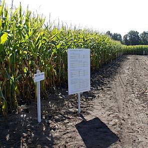 Op het rassendemoveld staan de rassen van de verschillende zaaizaadleveranciers. Van de vroege rassen worden de onderste bladeren al duidelijk bruin.