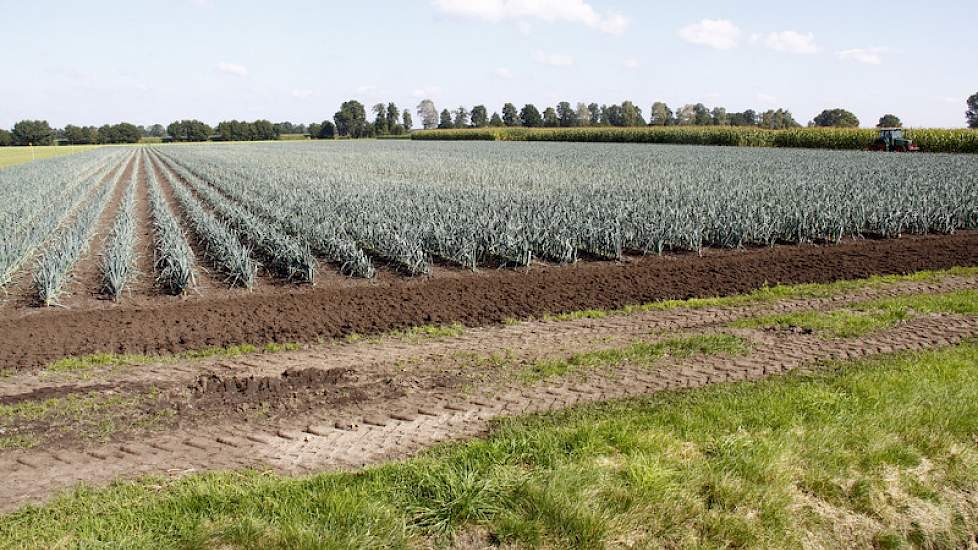 Op een van de blokken staat prei, hier is het verschil tussen organische mest (helemaal rechts) en alleen kunstmest (links) wel goed zichtbaar.