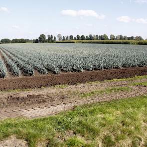 Op een van de blokken staat prei, hier is het verschil tussen organische mest (helemaal rechts) en alleen kunstmest (links) wel goed zichtbaar.