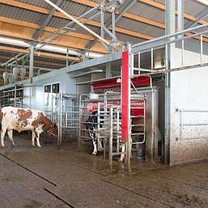 Binnen staan drie Lely Astronaut melkrobots in lijn opgesteld. Beide families molken al naar tevredenheid met Lely robots en hebben gekozen om ze in te ruilen voor drie nieuwe.