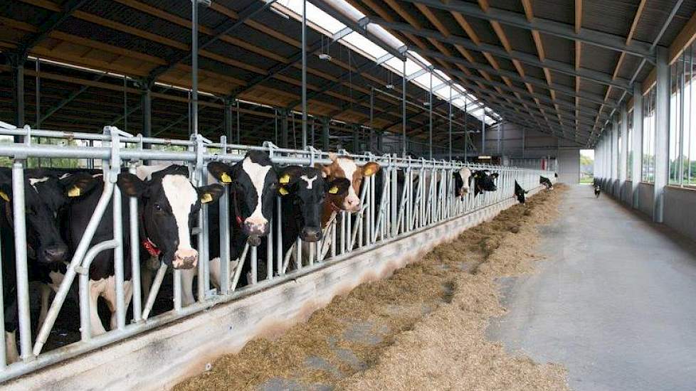 Ze kozen voor voerpaden aan de buitenkant zodat alle dieren in één groep lopen en gebruik kunnen maken van alle drie melkrobots. Dit biedt een voordeel wanneer één van de robots stil staat vanwege storing of onderhoud. Ze noemen het mindere overzicht vana