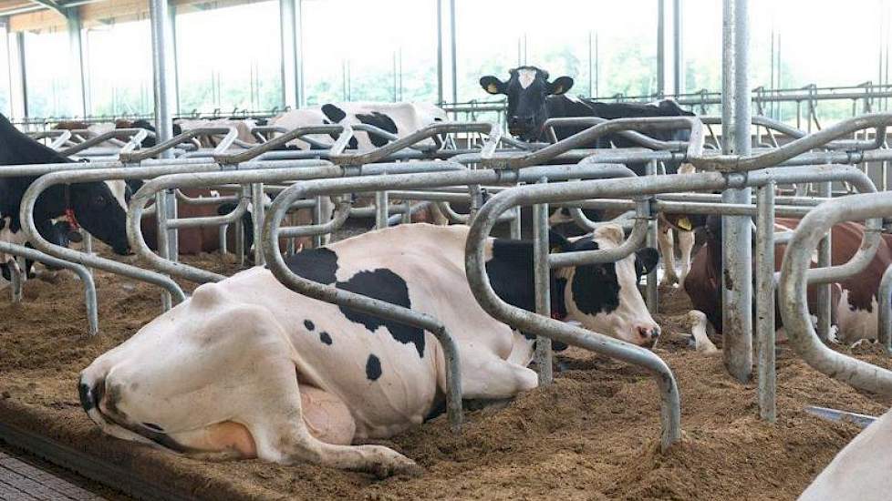 De boxen worden gevuld met biobedding. De dunne fractie die overblijft na het mestscheiden, komt in een aparte put onder de voergang. Het mestscheiden laten ze vooralsnog doen door een loonwerker.