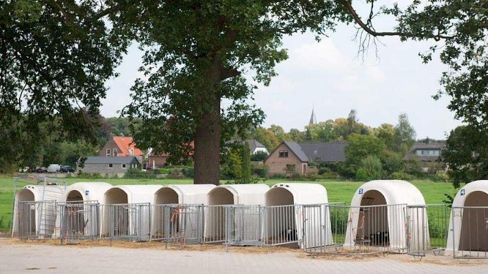 De stierkalveren worden buiten gehuisvest in iglo’s. Voor de koekalveren is er plaats in eenlingboxen in de oude schuur. Wanneer ze zich kunnen redden met drinken, gaan zo in een strohok aan de kalverdrinkautomaat.