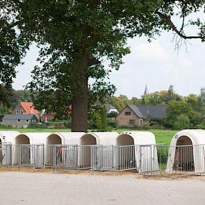 De stierkalveren worden buiten gehuisvest in iglo’s. Voor de koekalveren is er plaats in eenlingboxen in de oude schuur. Wanneer ze zich kunnen redden met drinken, gaan zo in een strohok aan de kalverdrinkautomaat.