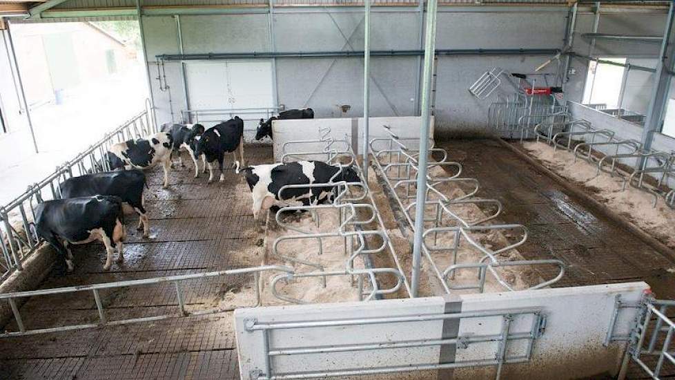 De droge koeien zitten achter in de stal. Door middel van een eigen krachtvoerbox kan deze groep beschikken over droogstandsbrok.