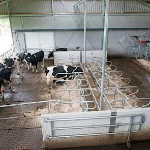 De droge koeien zitten achter in de stal. Door middel van een eigen krachtvoerbox kan deze groep beschikken over droogstandsbrok.