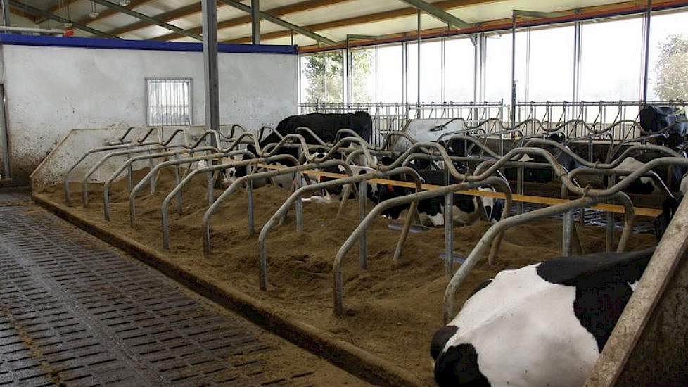 De koeien liggen in een dikke laag biobedding.