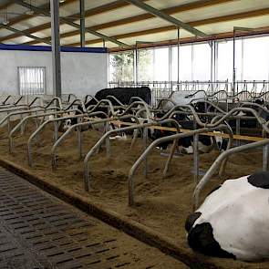 De koeien liggen in een dikke laag biobedding.