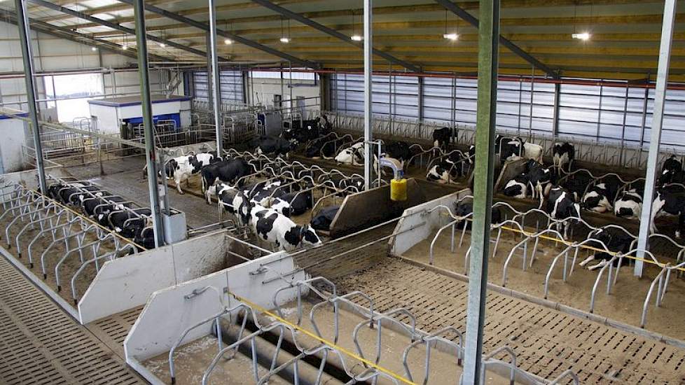 De stal is gebouwd voor 130 melkkoeien. Op dit moment melken ze 60 koeien op één robot. De andere helft van de stal staat nog leeg.