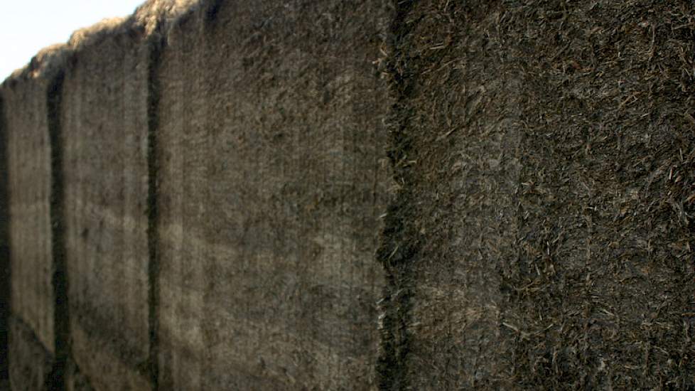 De 'familie' kuil kwam tot stand doordat de zoons Henk en Cees besloten om met slechts een drie meter brede maaier 60 hectare er af te halen. En omdat de loonwerker niet op het goede moment kon inkuilen, huurden ze er machines voor in.