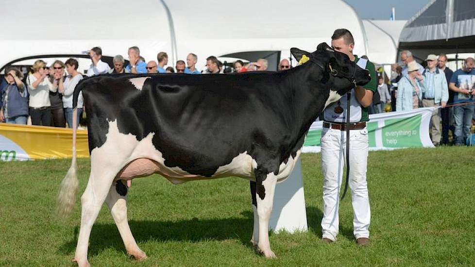 De jongste vaars van de keuring was met catalogusnummer 1 de op 5 september 2012 geboren De Witboom Greet 81 (Sid x Survivor) van Cees Versluis uit Ameide. Ze wist door te dringen tot de finale, waarin ze als vijfde eindigde.