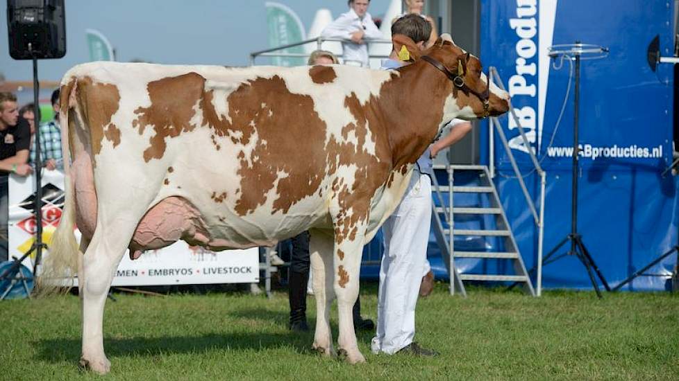 Het kampioenschap was er voor HHH-kampioene Annie 127 (Joyboy x Dream Red) van de VOF Pellikaan uit Meerkerk.