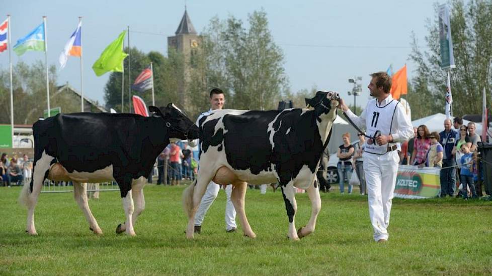 Het reservekampioenschap was er voor Geertje 567 (links op de foto, Windbrook x Zenith) van Teus van Dijk uit Giessenburg. Rechts kampioene Margriet 387 (Goldwyn x TKO) van de VOF de Bruin, eveneens uit Giessenburg.