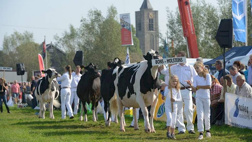 De bedrijfscollectie van Bons-Holsteins uit Ottoland maakte indruk tijdens de rondgang. Voorop seniorenkampioene Ella 158 (v. Mailing), daarachter middenklassekampioene Koba 191 (v. Jasper), dan reservekampioene van de middenklasse Ella 175 (v. Jasper) en