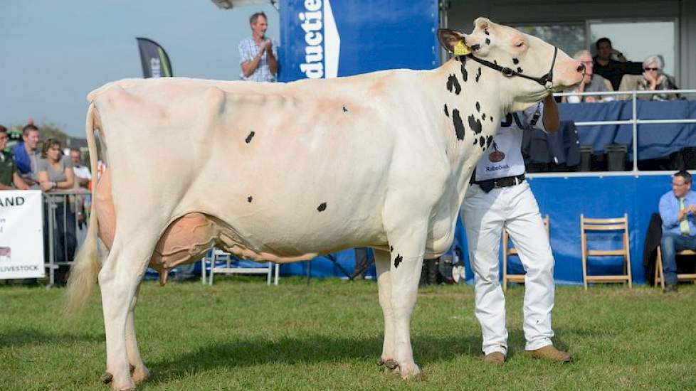 Hbc Darla 55 (Shottle x Mr. Sam) van Schep Holsteins uit Bergambacht eindigde als derde op tal.