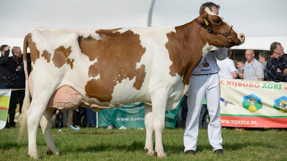 Johanna 145 (Lawn Boy x Thunder W) van andermaal Pellikaan greep het reservekampioenschap in de categorie roodbont oud.