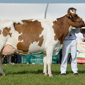 Johanna 145 (Lawn Boy x Thunder W) van andermaal Pellikaan greep het reservekampioenschap in de categorie roodbont oud.