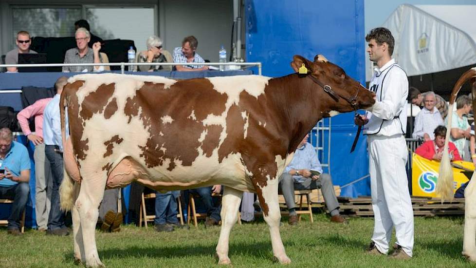 Reservekampioene werd Conny 234 (Fidelity x Bolex 173) van de combinatie Bakker/Zwijnenburg uit Ottoland.