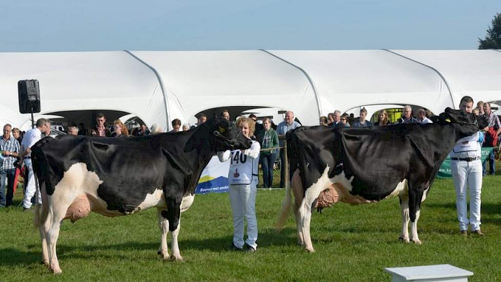 Buiteneind Maigold (links op de foto, Goldwyn x Dawson) van de maatschap Scherpenzeel uit Nieuwland en Dora G 608 (Roy x Settler) van de firma De Groot uit Everdingen wisten door te dringen tot de finale in de categorie zwartbont oud, maar eindigden naast