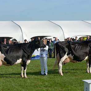 Buiteneind Maigold (links op de foto, Goldwyn x Dawson) van de maatschap Scherpenzeel uit Nieuwland en Dora G 608 (Roy x Settler) van de firma De Groot uit Everdingen wisten door te dringen tot de finale in de categorie zwartbont oud, maar eindigden naast