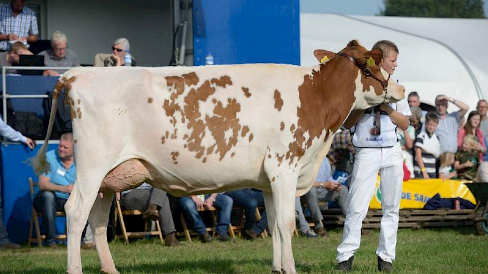 De derde plaats in de categorie roodbont jong was er voor Rubensposy-Red4 (Savard x Kite Advent) van Teus van Dijk uit Giessenburg.