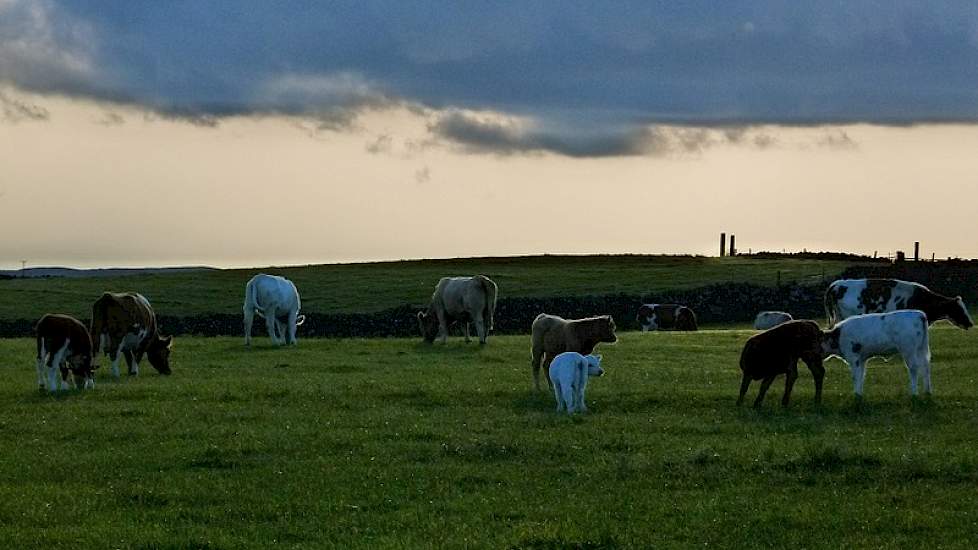 De rundveestapel bestaat uit 120 zoogkoeien. Naast de zoogkoeien heeft hij ongeveer 130 jongvee en kalveren. Ze fokken met verschillende rassen, zoals: Simmentaler, Charolais en MRIJ. De koeien lopen het jaar door buiten. In de winter krijgen ze grasbalen