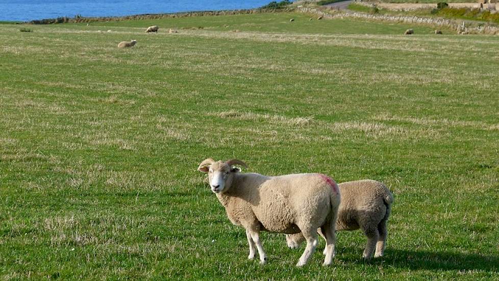 De schapen zijn van het van het ras Dorset Horn. De ooien lammeren twee keer per jaar af. Het gemiddeld aantal lammeren per worp schat Matthews op 1,5. Net als de koeien, lopen de schapen het hele jaar door buiten.