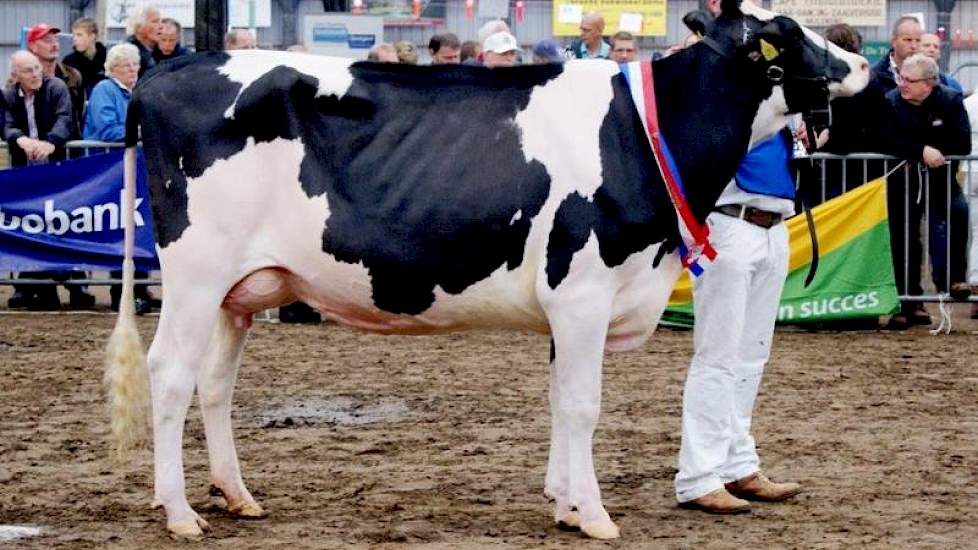 Jaap Jacobi uit Garyp met de winnaar van de rubriek ‘Jackpot-vaarzen’, Topcross Jaan 600 (v. Acme). Later eiste de vaars ook het vaarzenkampioenschap op.