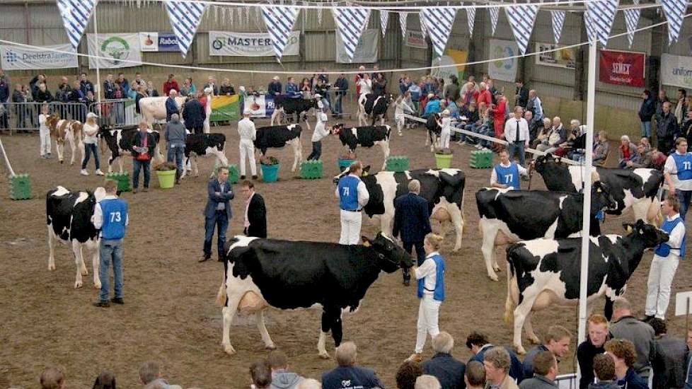 Een van de rubrieken middenklasse koeien in de ring. Op de achtergrond wordt er bij de kalveren gestreden om het kampioenschap voorbrengen.