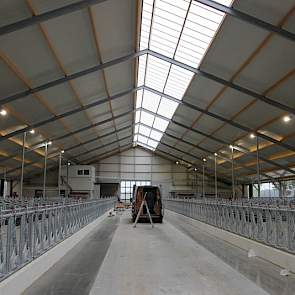 Om voldoende licht in de stal te krijgen koos Kamphuis voor een oversteeknok, waarbij aan één kant de bovenste 2,5 meter lichtdoorlatend zijn.