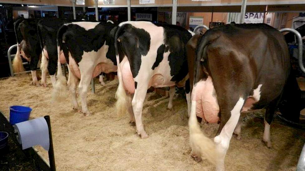 KI-Samen staat met een groep van de stier Tomahawk op de beurs. De koeien stralen veel melktype uit met sterk beenwerk. Ondanks het wisselende uierbeeld zijn de uiers voorzien van een sterke ophangband.