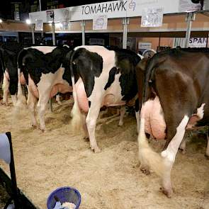 KI-Samen staat met een groep van de stier Tomahawk op de beurs. De koeien stralen veel melktype uit met sterk beenwerk. Ondanks het wisselende uierbeeld zijn de uiers voorzien van een sterke ophangband.