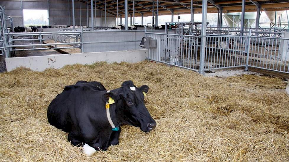 Er verrees een nieuwe stal met daarin ruimte voor 120 koeien. De koeien worden gevoerd via een Schulens-voerhek (achtergrond). Er is echter al geanticipeerd op een eventuele uitbreiding naar 160 koeien, door een voergang rondom de stal te maken. Daar zou