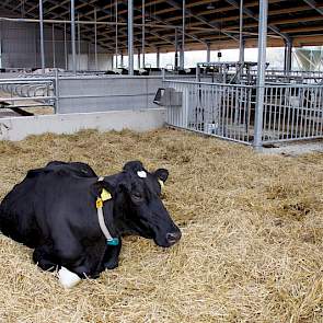 Er verrees een nieuwe stal met daarin ruimte voor 120 koeien. De koeien worden gevoerd via een Schulens-voerhek (achtergrond). Er is echter al geanticipeerd op een eventuele uitbreiding naar 160 koeien, door een voergang rondom de stal te maken. Daar zou