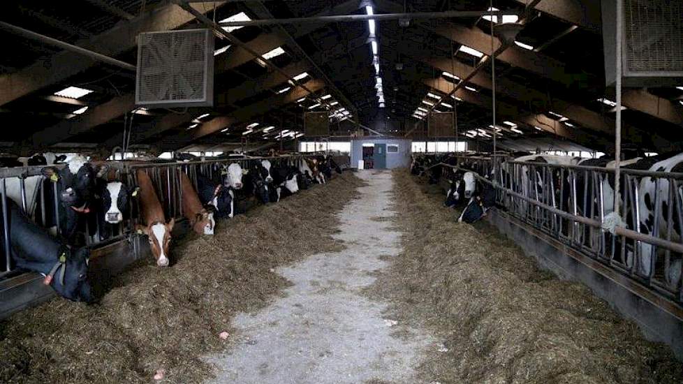 De oude stal uit 1973 wordt omgebouwd voor jongvee en droge koeien. Het dak van deze stal en de jongveestal die er naast staat wordt nog geïsoleerd.