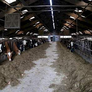 De oude stal uit 1973 wordt omgebouwd voor jongvee en droge koeien. Het dak van deze stal en de jongveestal die er naast staat wordt nog geïsoleerd.