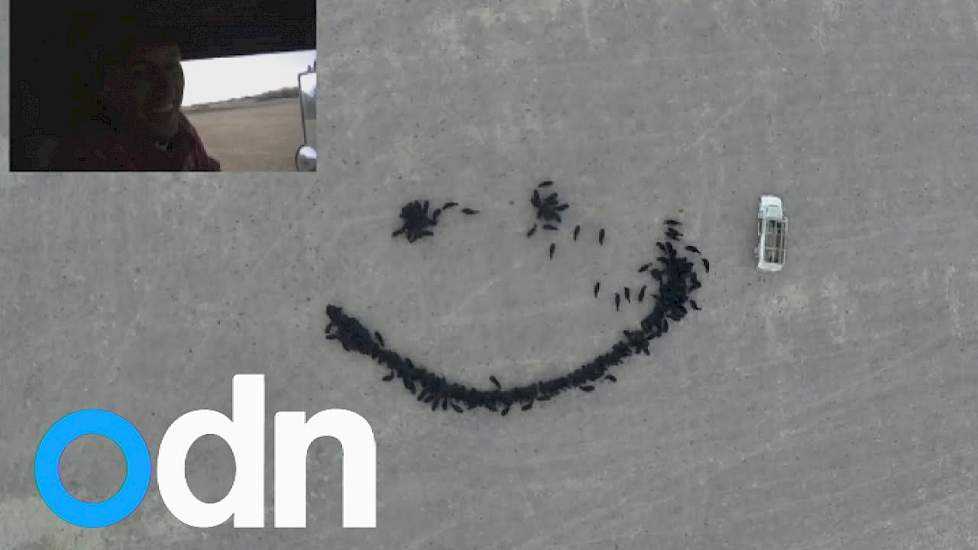 US farmer creates huge smiley face from cows using feed and drone camera