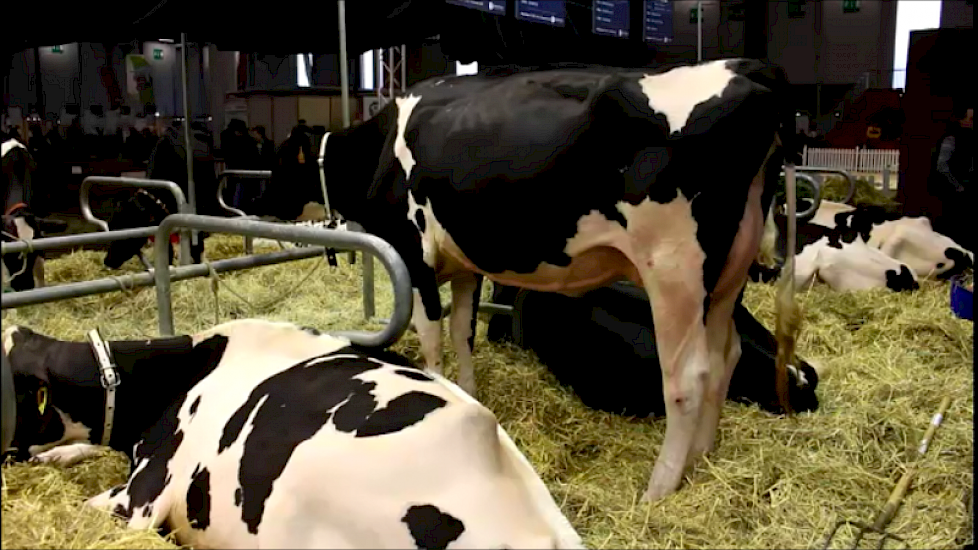 Holstein is ook vertegenwoordigd met een aantal dieren van stier Famous man (Man-O-Man x Bolton).