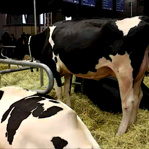 Holstein is ook vertegenwoordigd met een aantal dieren van stier Famous man (Man-O-Man x Bolton).