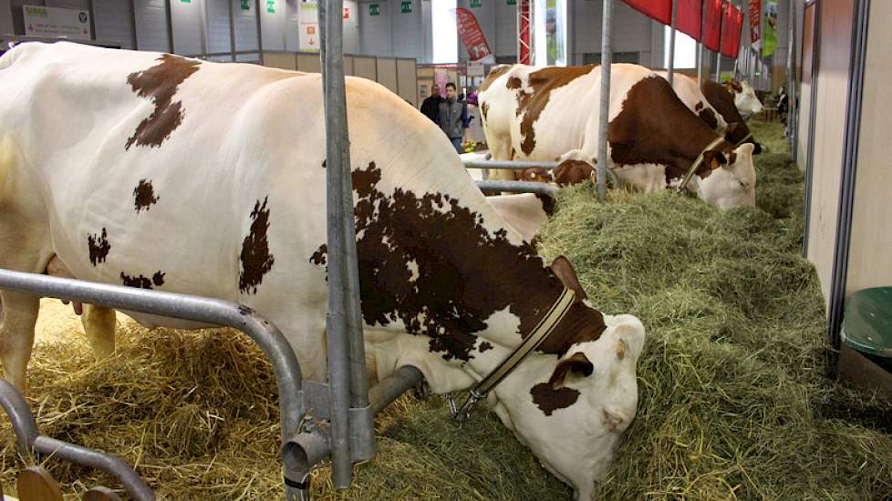 Naast alle mechanisatie is er op de Sima ook aandacht voor koeien. Een aantal Franse KI-stations presenteren hun beste koeien, zoals deze Montbeliarde.