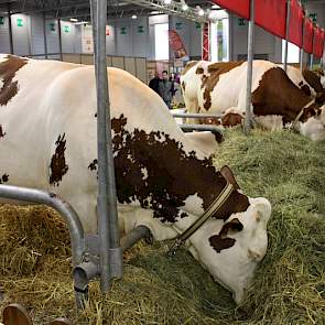 Naast alle mechanisatie is er op de Sima ook aandacht voor koeien. Een aantal Franse KI-stations presenteren hun beste koeien, zoals deze Montbeliarde.