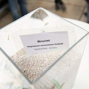 Struviet is een neerslag van fosfaat, ammonium en magnesium in de vorm van een droge korrel. Het is een vrij langzaam werkende meststof. Daarom verwerkt het melkveeproefbedrijf niet alle mest tot struviet, maar gebruiken ze ook het onbewerkte digestaat vo