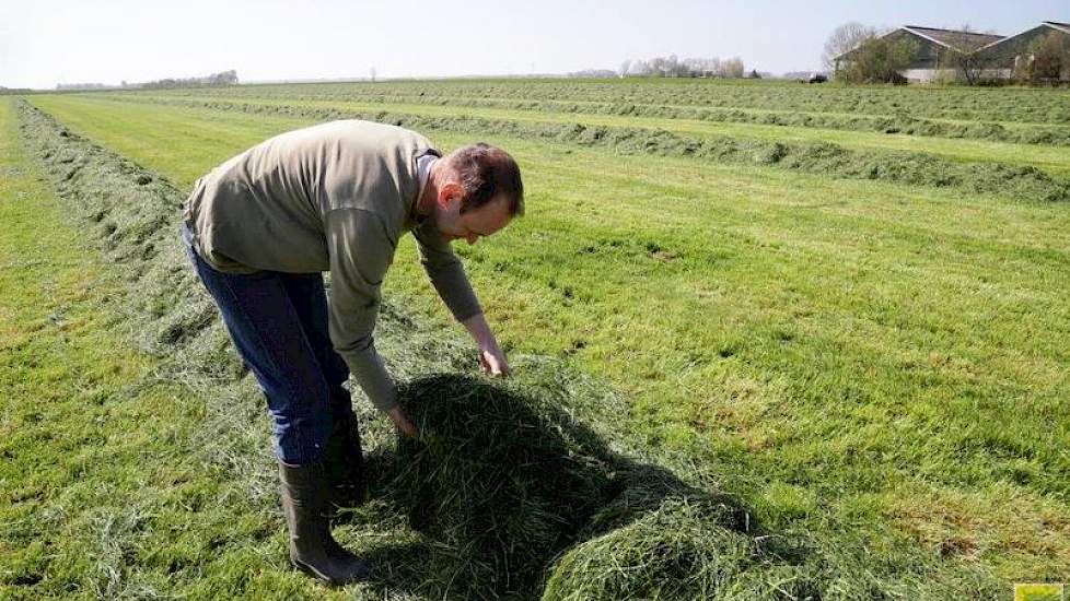 Inmiddels zit het gras in de kuil. Ketelaars wil volgende week, als het weer meezit, de overige 15 hectare maaien. Daar stond nu nog net te weinig gras om te maaien.