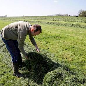 Inmiddels zit het gras in de kuil. Ketelaars wil volgende week, als het weer meezit, de overige 15 hectare maaien. Daar stond nu nog net te weinig gras om te maaien.