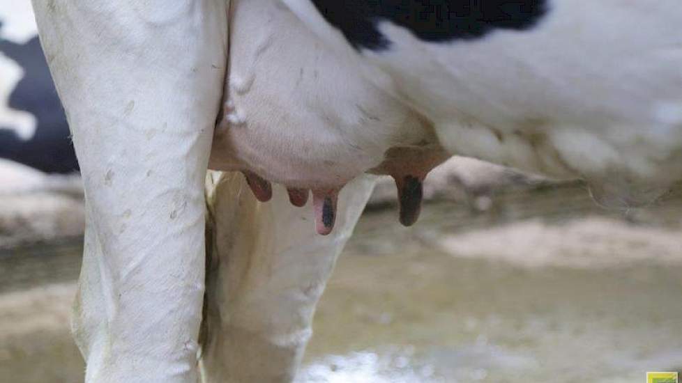 Het advies van de melkveehouder uit Zelhem aan collega’s die ook zand overwegen is: ‘Houdt het zo simpel mogelijk. Maak van te voren een goed plan. Zo dacht ik er bij de bouwplannen op tijd aan dat we het zand makkelijk uit de put moesten kunnen halen ach