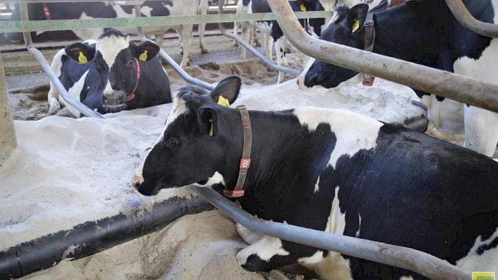 Henry Smeitink vertelt over zijn ervaring met zand in de boxen. ‘,De verlaagde infectiedruk zie je terug in de gezondheidsresultaten. In de oude stal lag het tankcelgetal op 250. Op dit moment ligt dat rond de 100.’