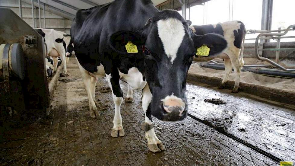 De dichte vloer blijft wel iets vochtig. Daardoor duikt af en toe een geval van stinkpoot op. Maar dat is volgens de veehouder het enige klauwprobleem wat hij nog tegenkomt. Om de infectiedruk laag te houden, laat Smeitink de koeien twee keer per jaar doo