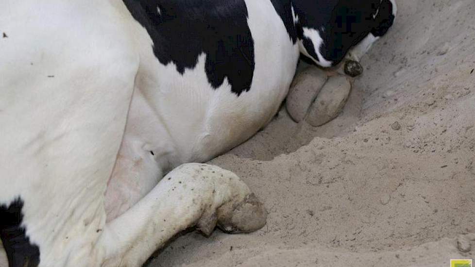 De koeien worden selectief drooggezet. Driekwart van de dieren gaan zonder behandeling droog. Een kwart van de koeien krijgt nog wel antibiotica injectoren. Het afgelopen jaar zijn slechts drie koeien behandeld voor mastitis.